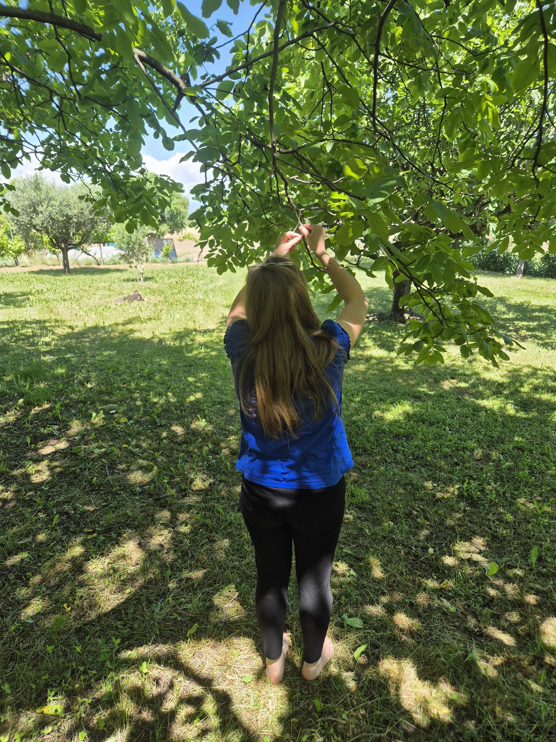 Frau greift in einer sonnigen Rasenfläche nach Blättern an einem Baum.