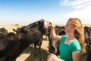 girl feeding cow