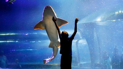 A person is holding a shark in their hands in an aquarium.