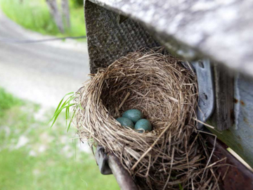 A bird's nest with three small, solid blue-green eggs sits inside a mailbox.