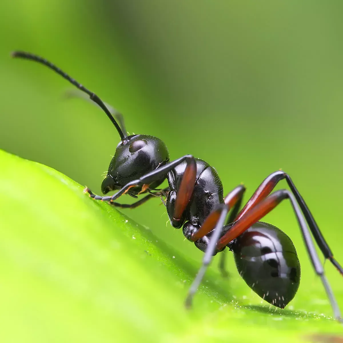 A shiny black ant with reddish-brown legs stands on a bright green leaf, seen in profile.