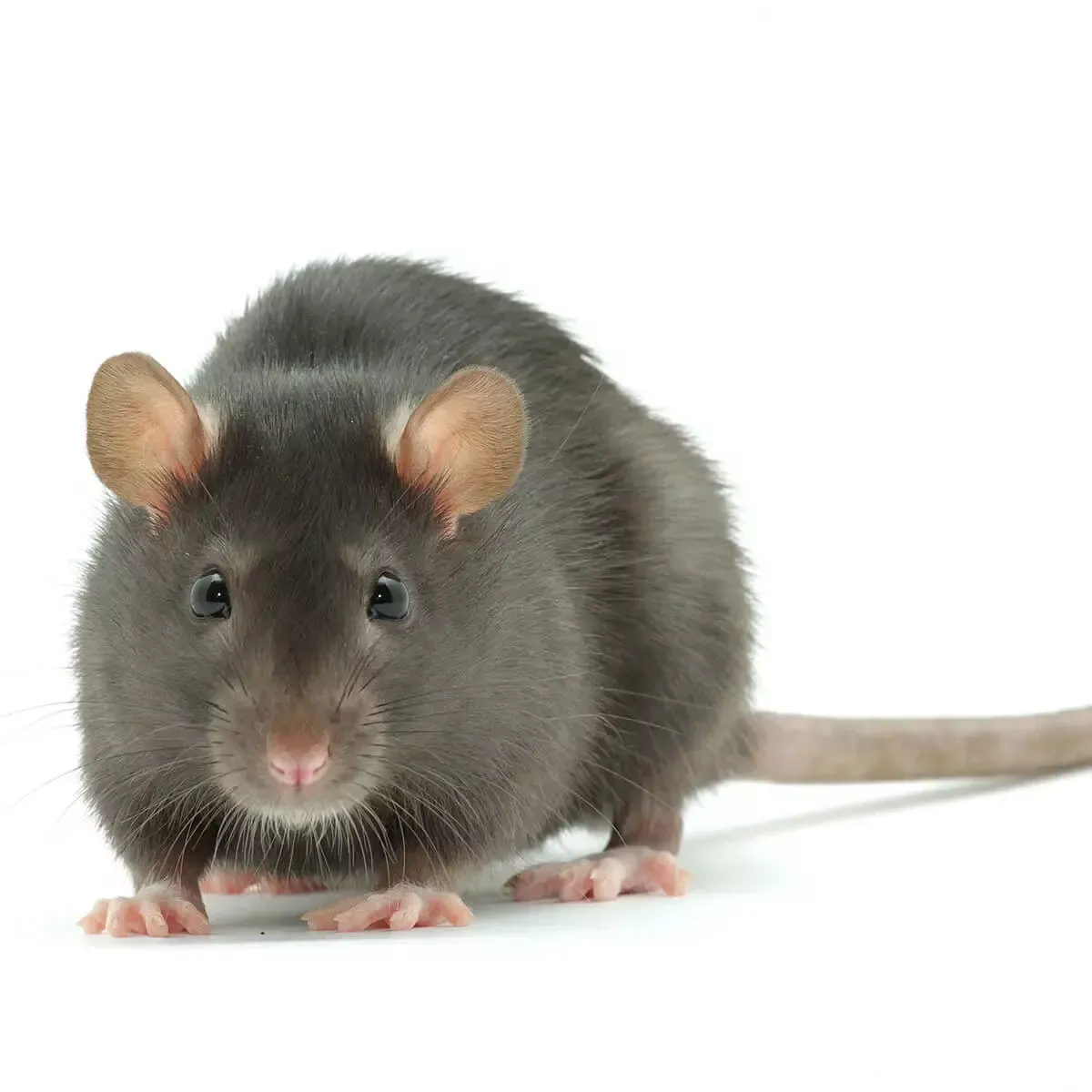 A dark gray mouse with rounded ears standing on a white background, viewed from the front.