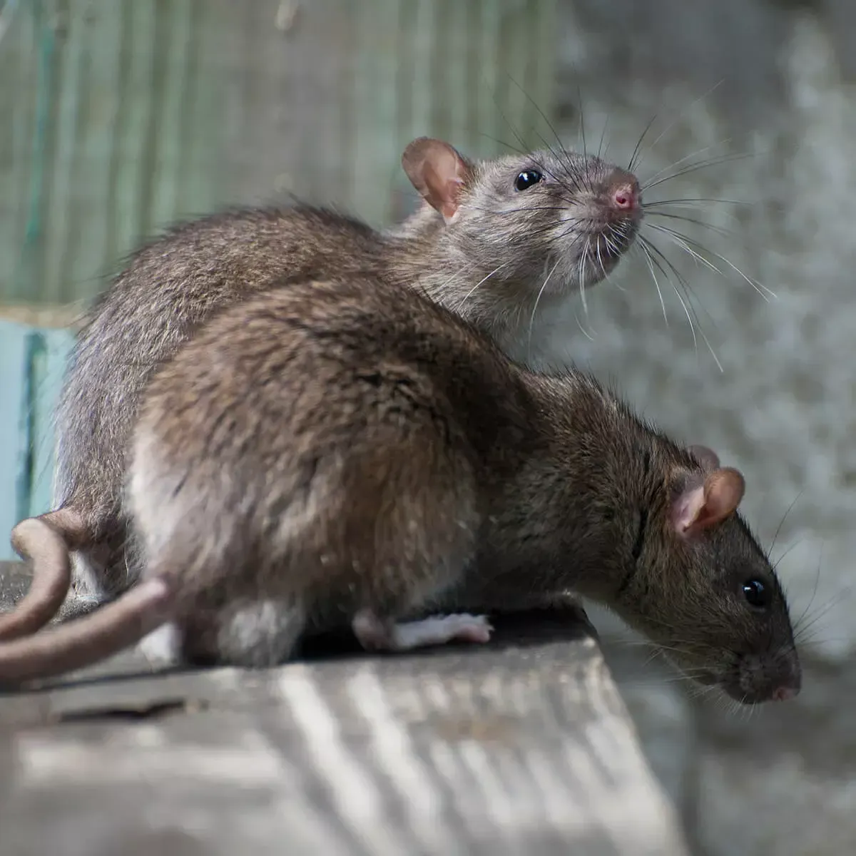 Two brown rats sit on a wooden surface, one looking upward and the other peering downward.