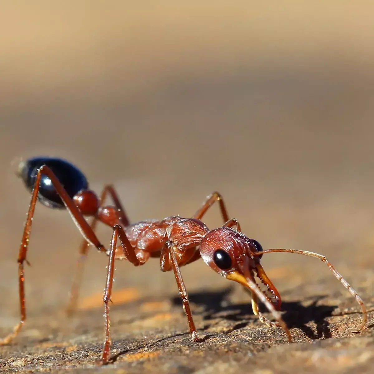 A close-up of a reddish-brown ant with a dark abdomen, standing on a textured, sandy surface in bright light.