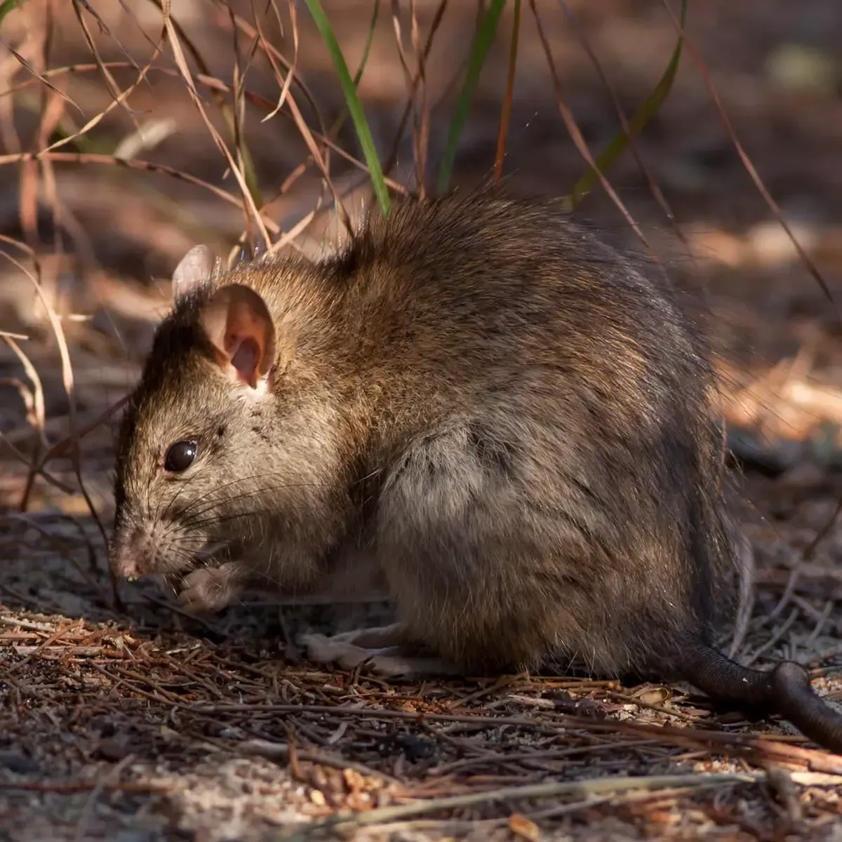 A brown rat sits on the ground covered in dry grass and twigs, appearing to eat something held in its front paws.