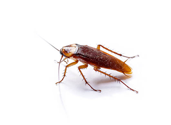 A brown cockroach shown in profile, centered on a plain white background.