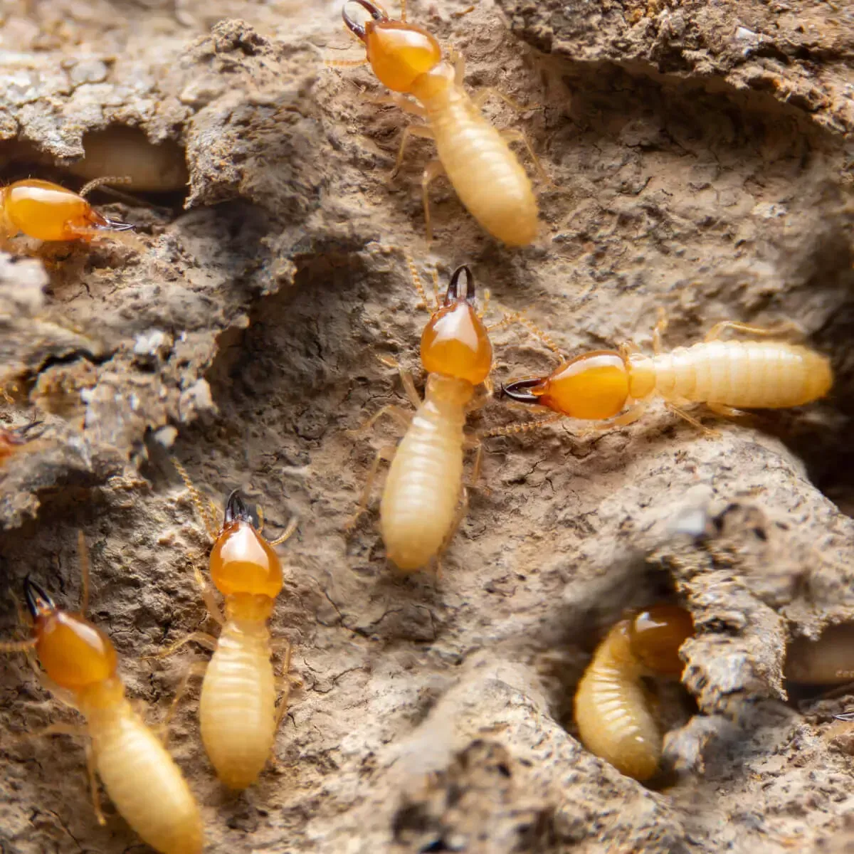 Several light-colored termites with distinct, hardened orange heads crawl across a textured, earthen surface.