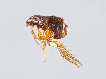 Brown flea on white background