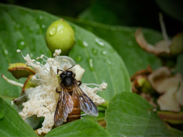 A honeybee crawls over a white, feathery flower blossom next to a green fruit bud on a wet, leafy plant.