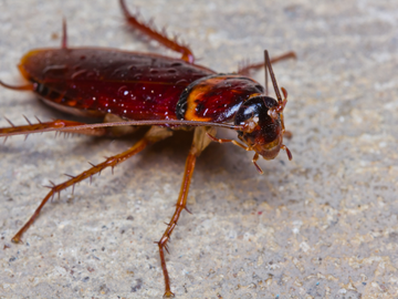 A shiny, reddish-brown cockroach with long antennae and spiny legs standing on a textured gray concrete surface.
