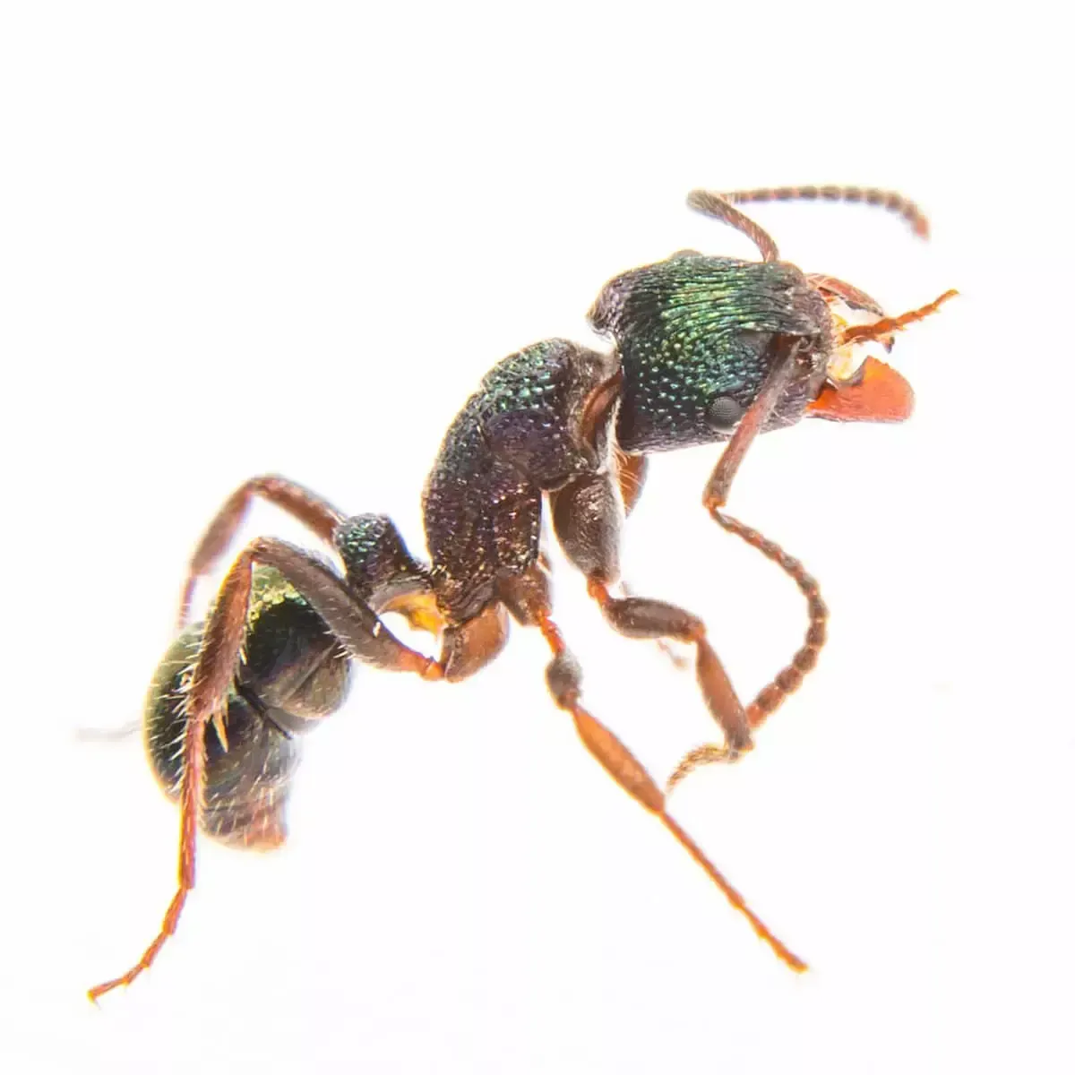 A metallic green and black ant on a white background, viewed from the side with its reddish mandibles open.