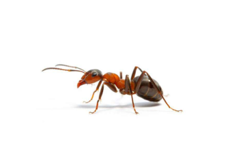 A red and black ant viewed from the side, isolated against a white background.