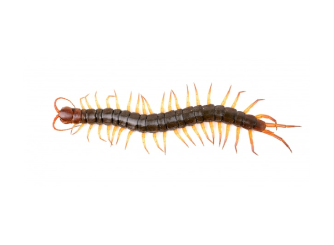 A dark brown centipede with many legs, viewed from above against a white background.