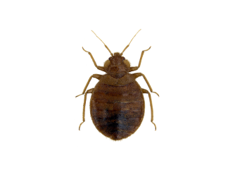 A top-down view of a small, reddish-brown, flat, oval-shaped bed bug isolated on a white background.