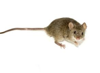 A brown house mouse with a long, thin tail, standing against a plain white background.