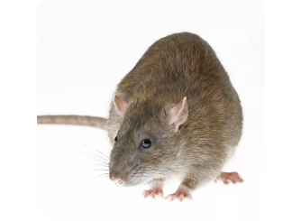 A brown rat viewed from the side against a plain white background.