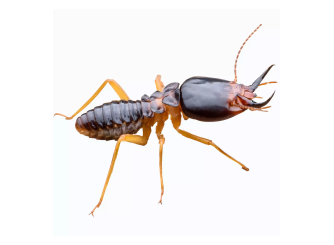 A termite soldier with a large, dark, hardened head and prominent mandibles, standing on a plain white background.