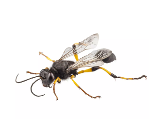 A solitary wasp with a black body and distinctive bright yellow leg segments shown against a plain white background.
