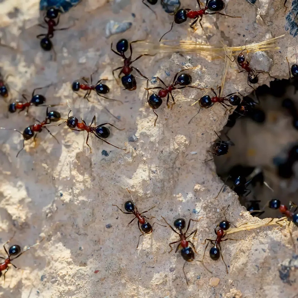 A group of red and black ants crawling on textured dirt near a small opening to a burrow.