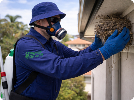 A pest control worker wearing protective gear and blue gloves removes a bird nest from under the roof eaves.