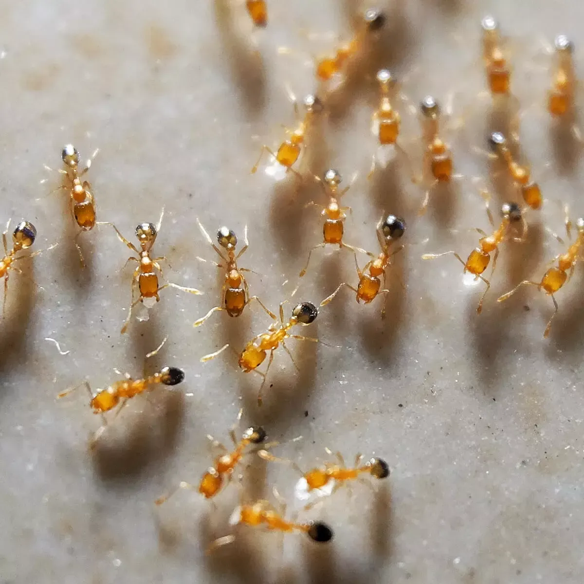 A close-up view of numerous small, golden-brown ants with dark, rounded abdomens crawling across a light, textured surface.