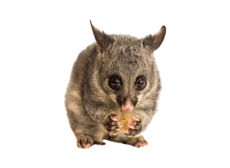A small, gray common brushtail possum with large dark eyes holding and eating a small piece of food.