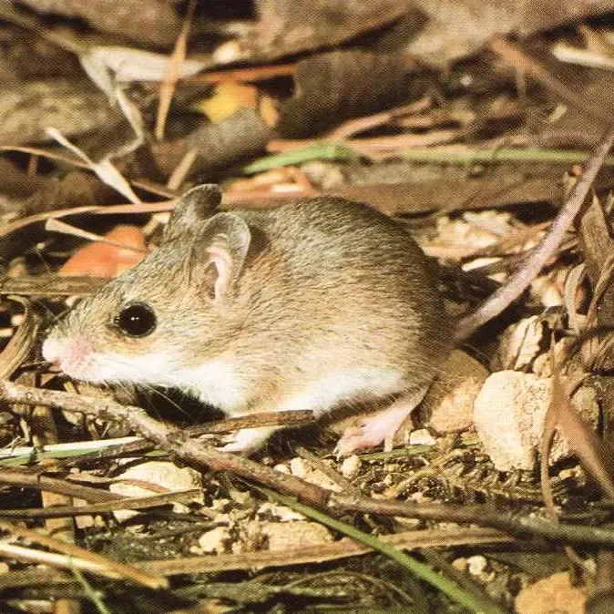 A small, light brown mouse with a white belly stands on a forest floor covered in twigs and dry leaves.