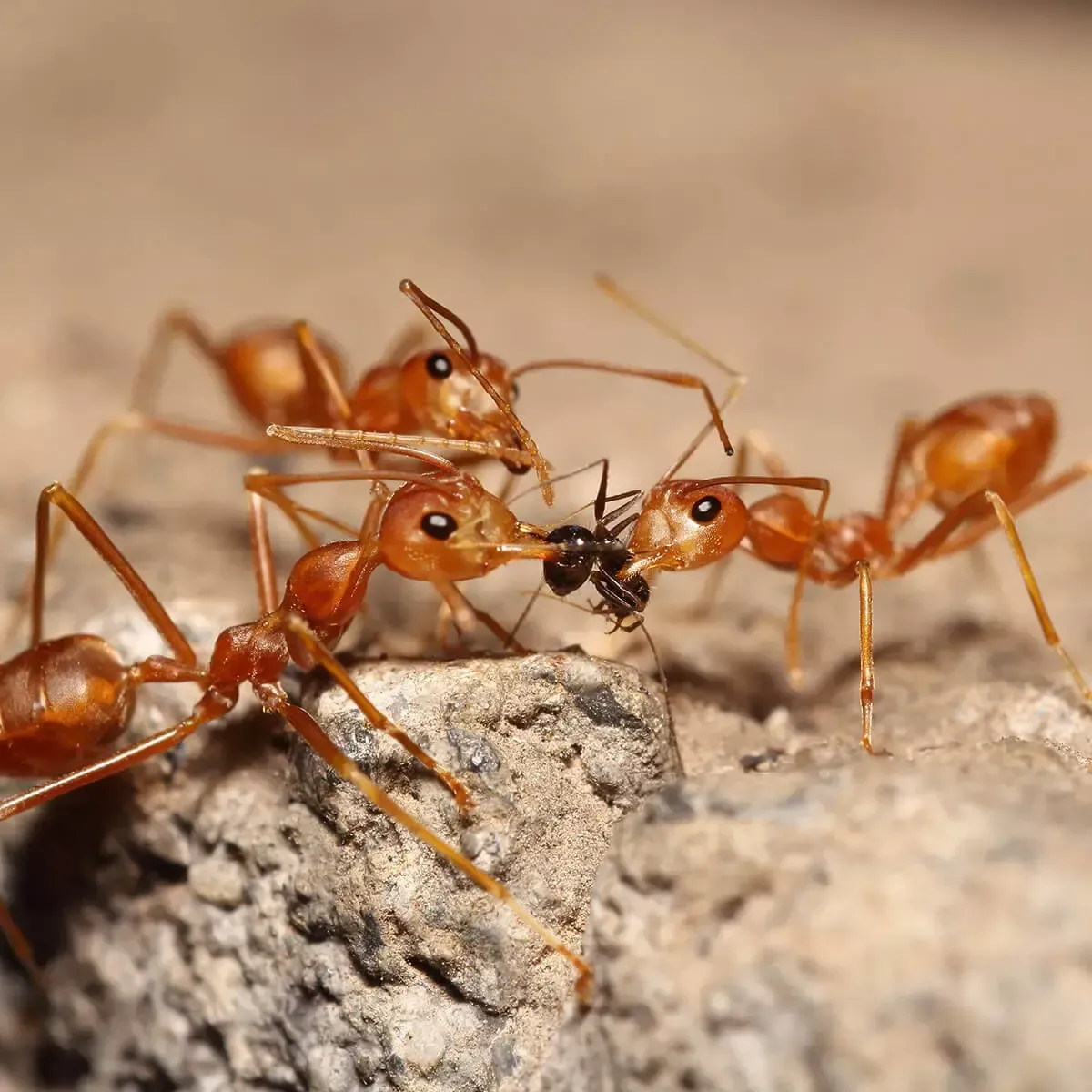 Three orange ants stand on rough stone, holding a small dark insect between their heads.