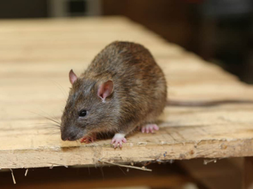 Brown rat on a wooden surface, sniffing near the edge