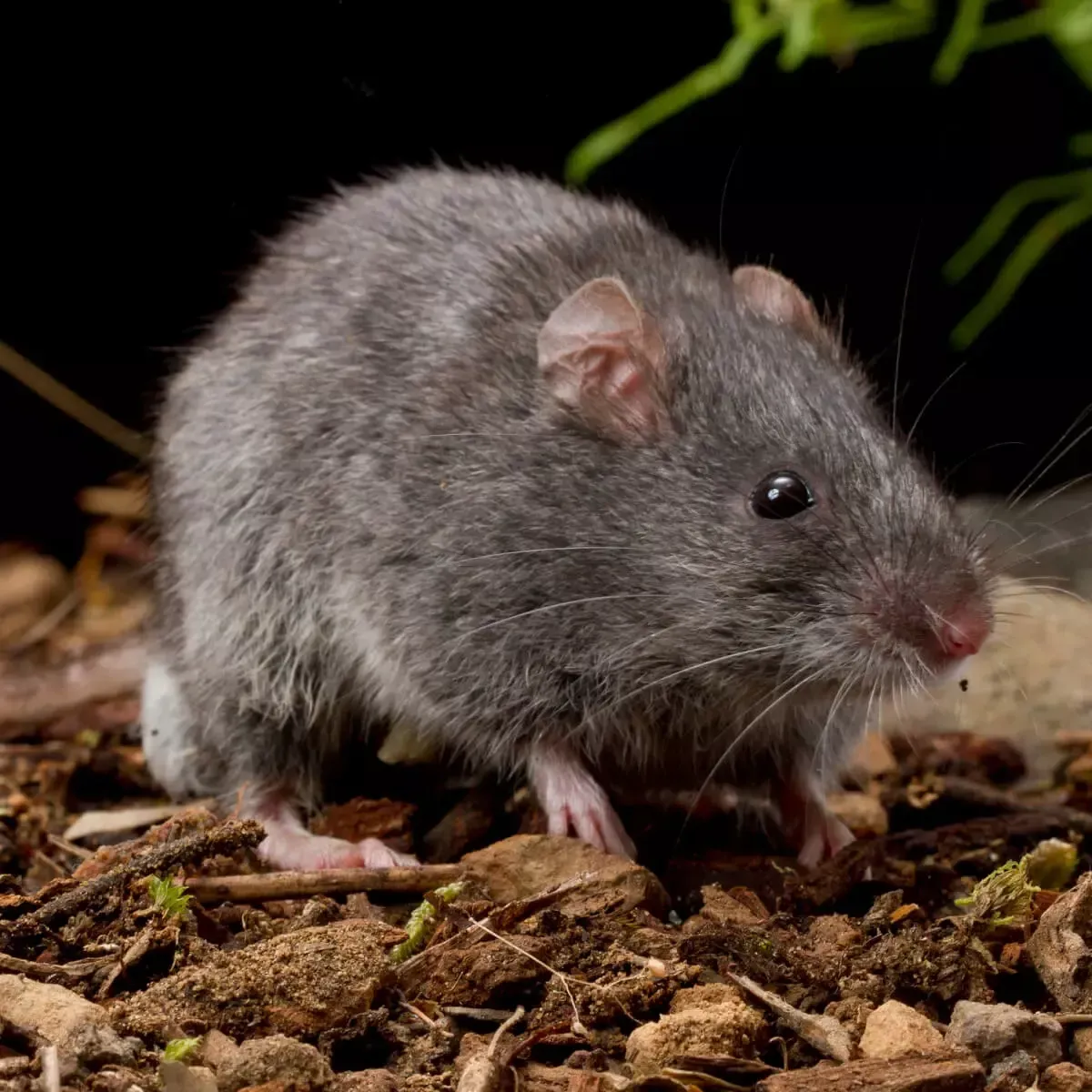 A small gray mouse with prominent ears, whiskers, and pinkish feet stands on a dirt surface against a dark background.