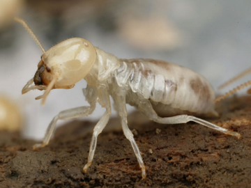 A close-up profile of a pale, translucent termite crawling on dark, textured wood.