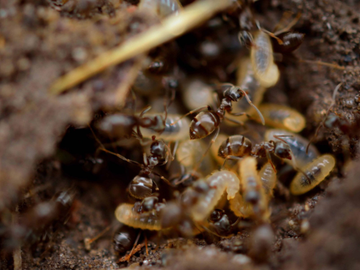 Close-up of ants clustered around a golden larva on brown soil