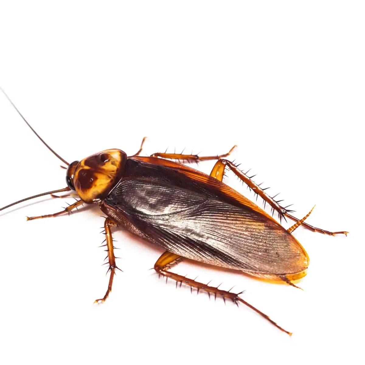 A brown cockroach shown from above against a plain white background.
