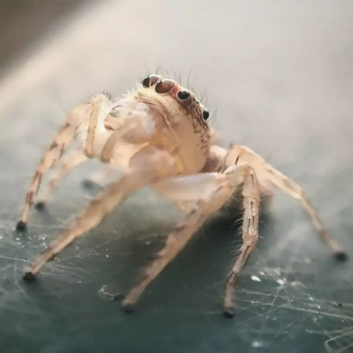 A pale-colored jumping spider faces forward, showing its large eyes and hairy legs on a dark, scratched surface.