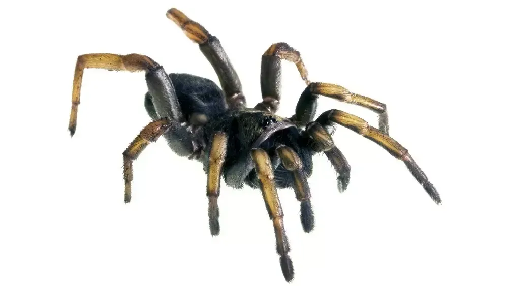 A black spider with long, yellowish-brown, segmented legs standing on a white background.