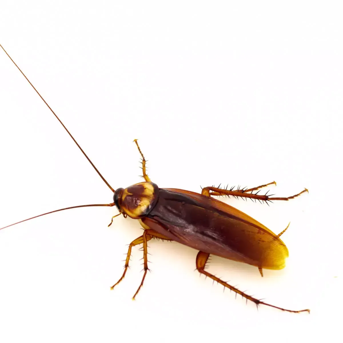 A brown cockroach with long antennae and spiny legs, shown from above against a plain white background.