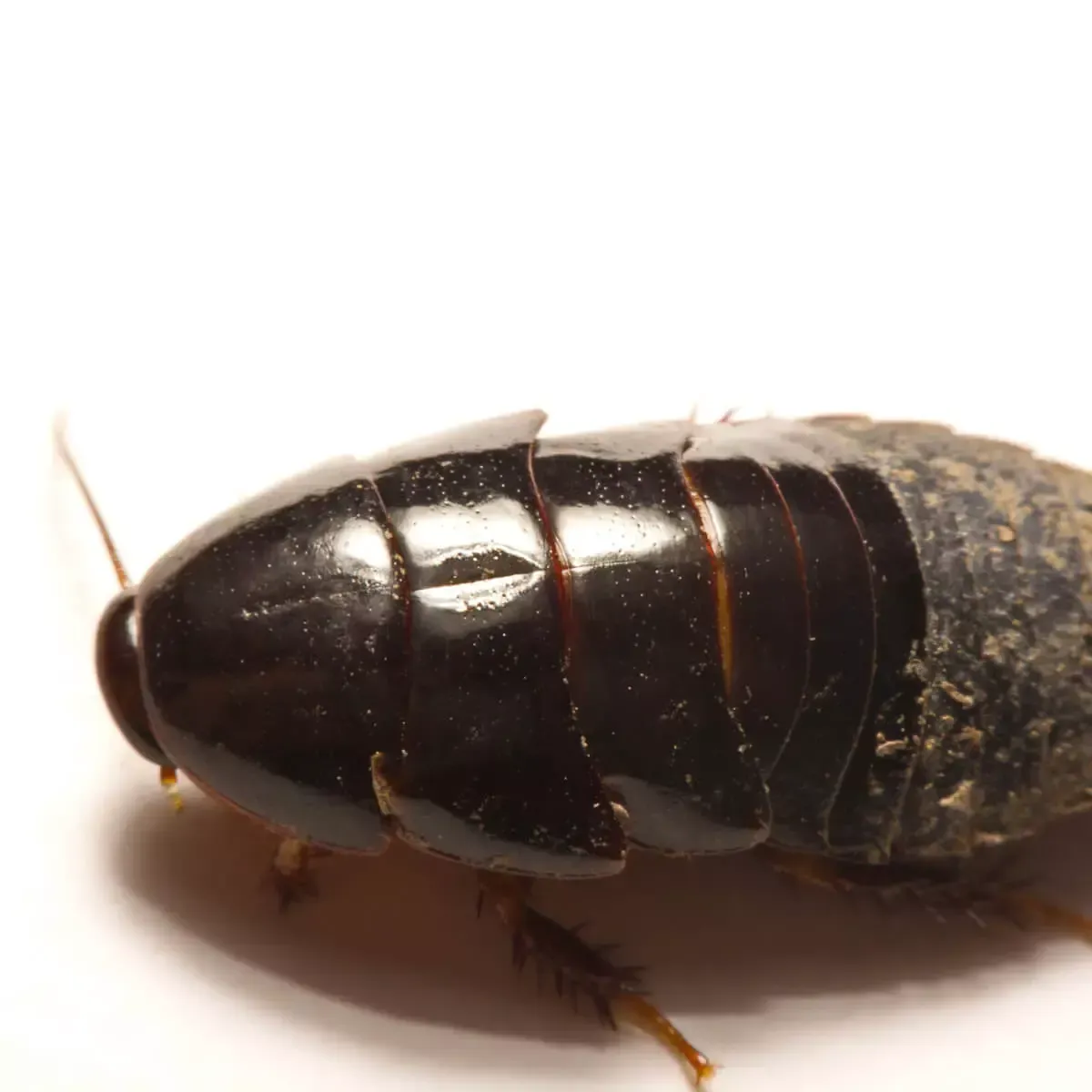 A close-up, top-down view of a dark brown, smooth-bodied cockroach nymph on a white background.