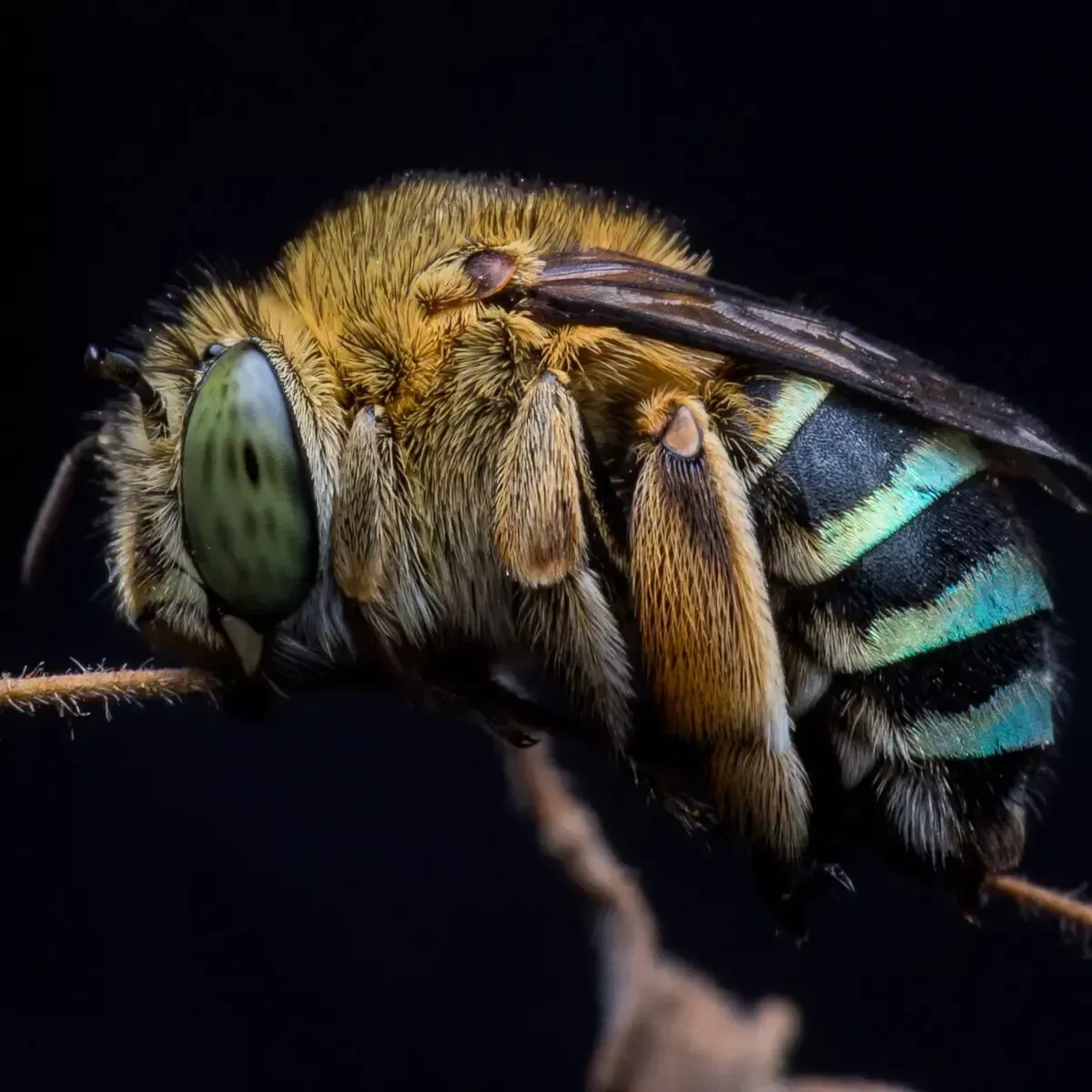 A close-up, side profile of a blue-banded bee with striking turquoise stripes on its abdomen and large, patterned eyes.