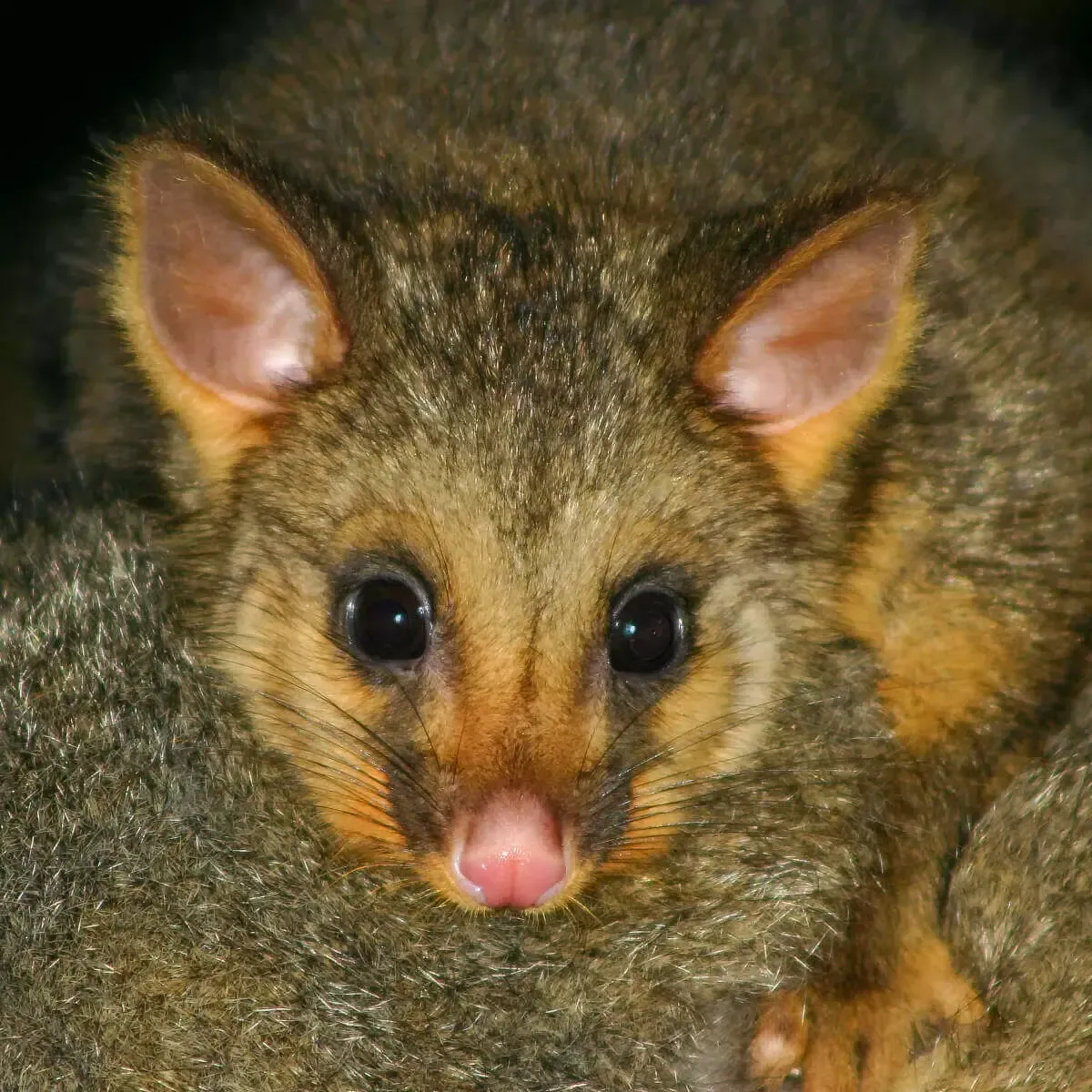 A close-up of a furry possum with large, dark eyes, pointed ears, and a pink nose, looking directly at the camera.