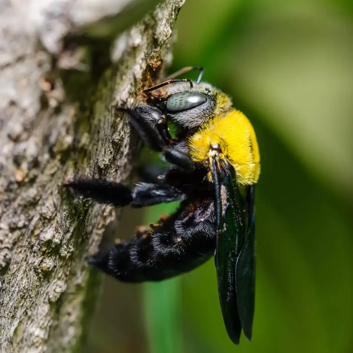 A black carpenter bee with a vibrant yellow thorax clings to the side of a textured tree trunk.