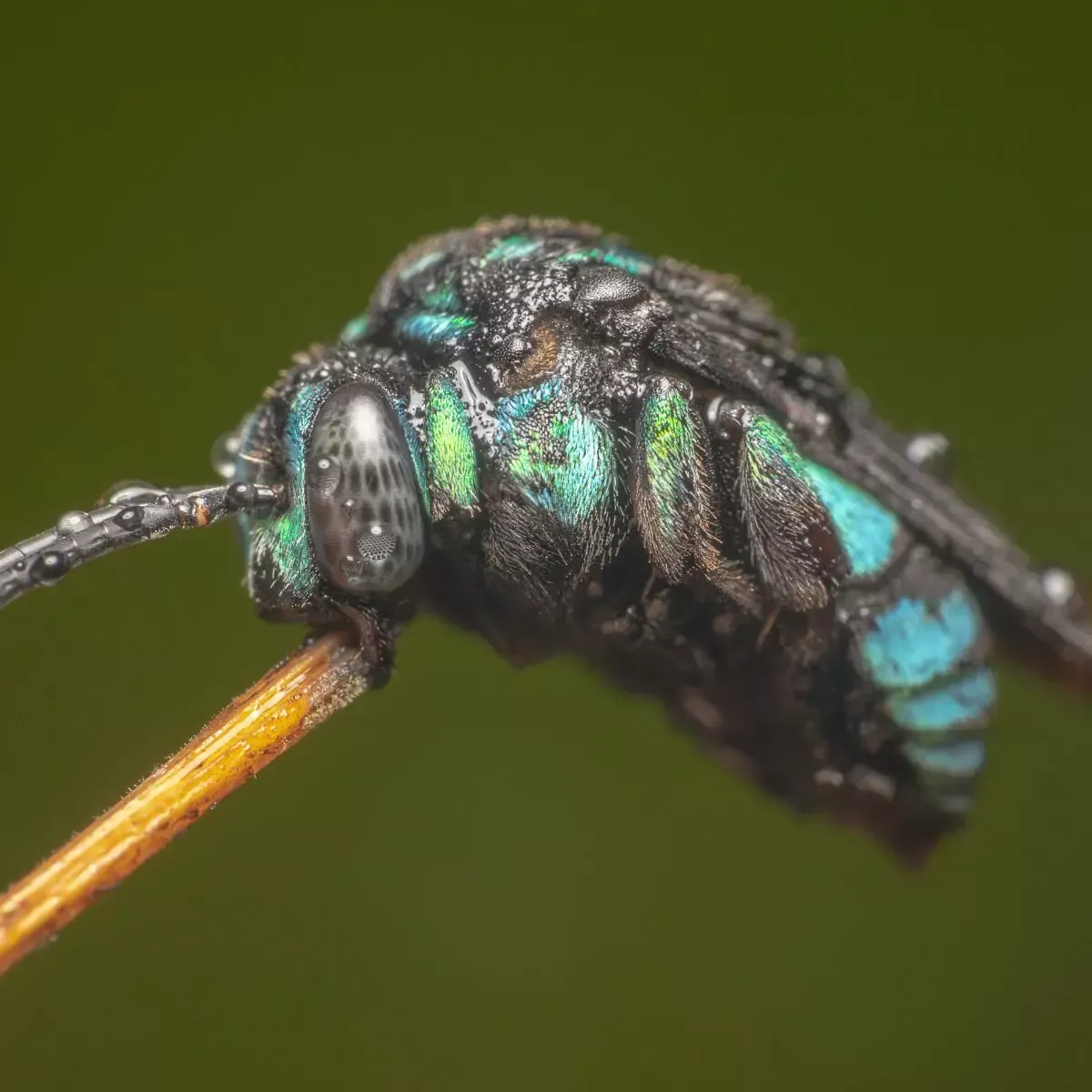A metallic, black, and turquoise cuckoo wasp perched on a thin brown stem against a soft, dark green background.