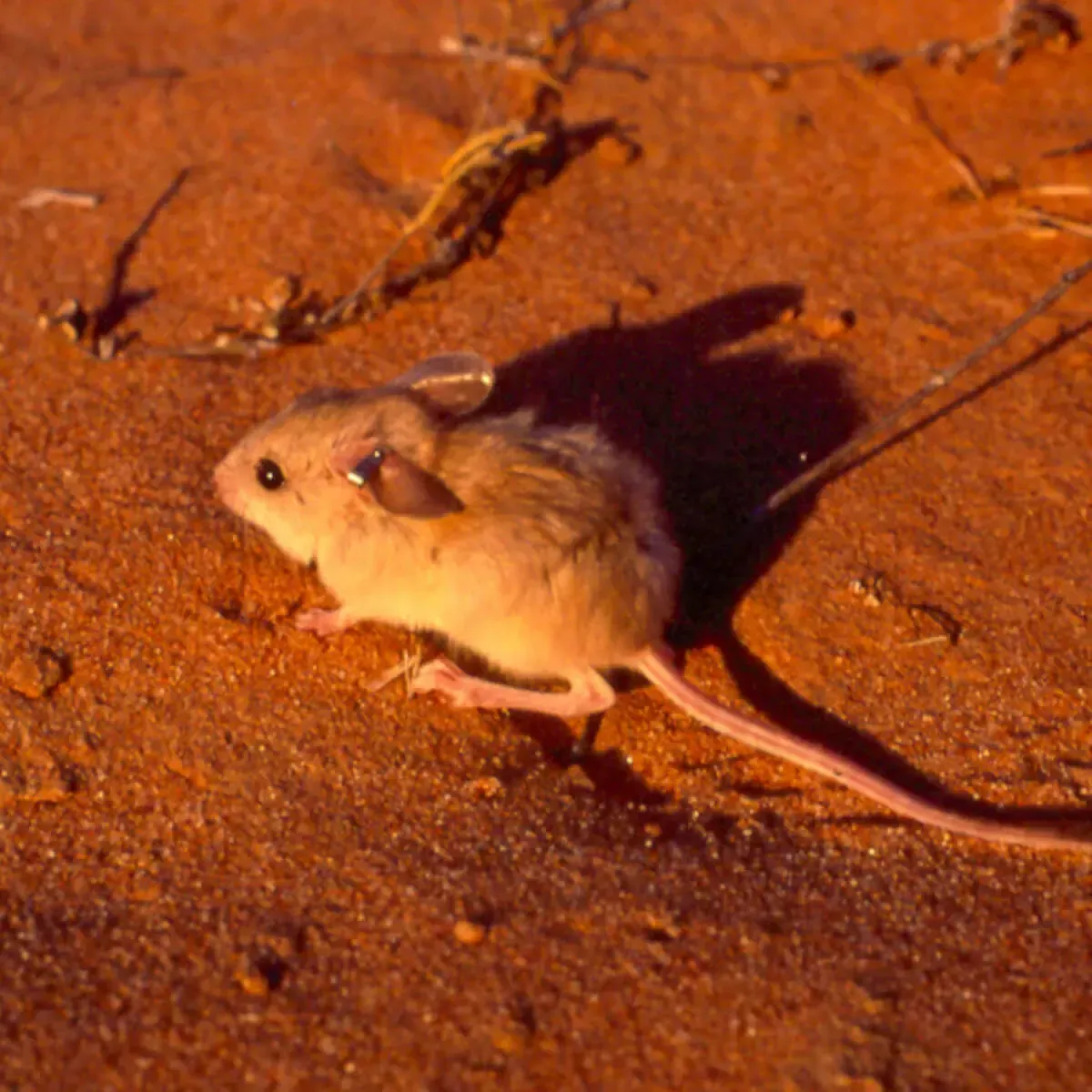 A small, light-brown desert mouse stands on reddish, sandy ground in warm, directional lighting.