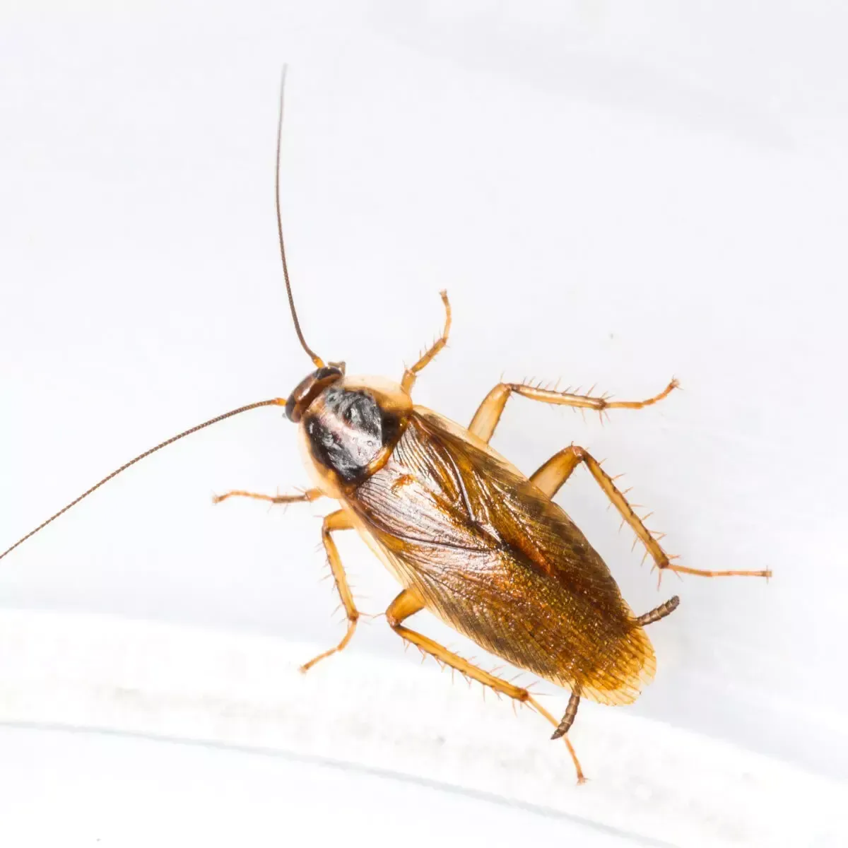 A German cockroach with a light brown body and two dark parallel stripes on its pronotum, shown on a white background.
