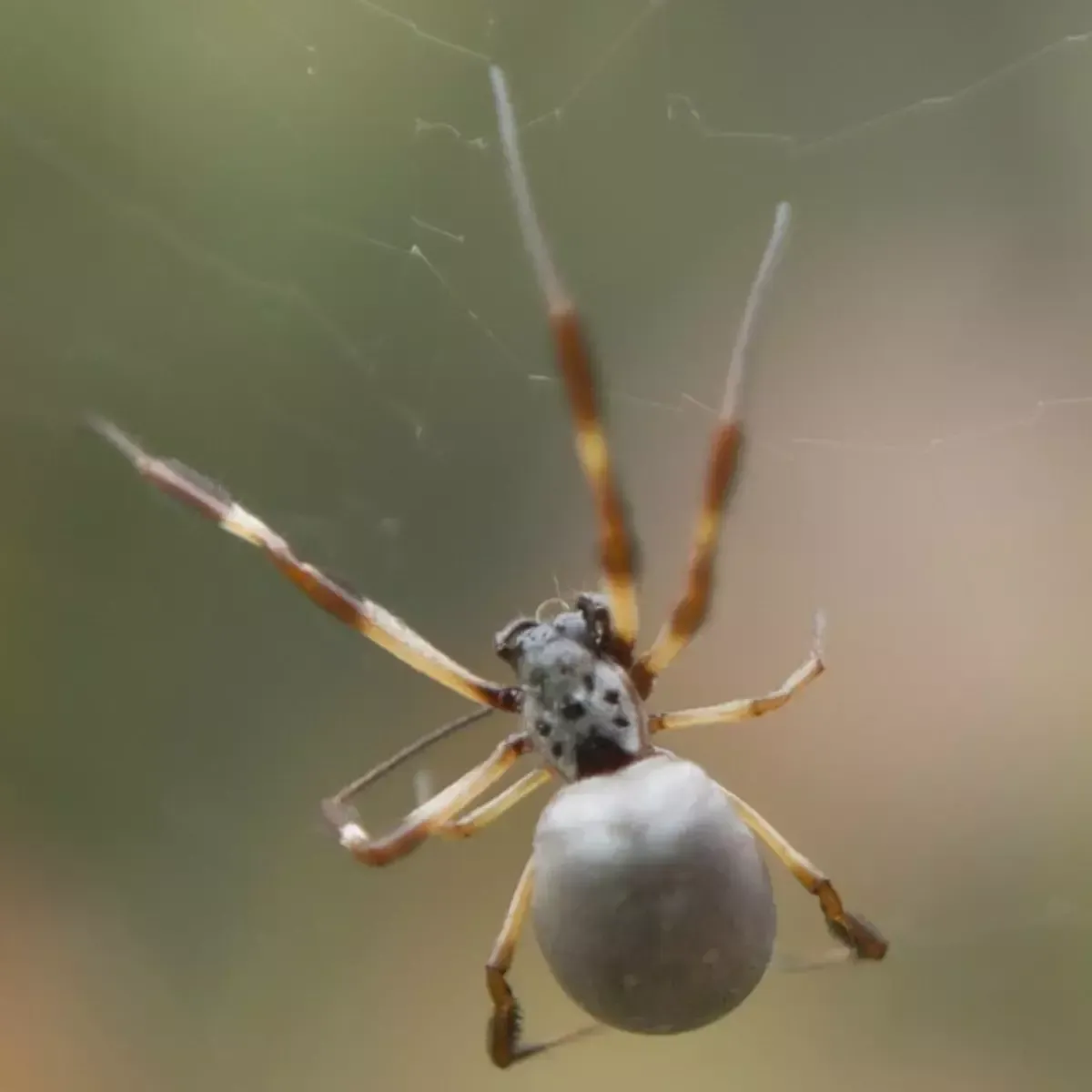 A light-colored spider with a round abdomen and long, brown-banded legs hangs suspended in a delicate web.