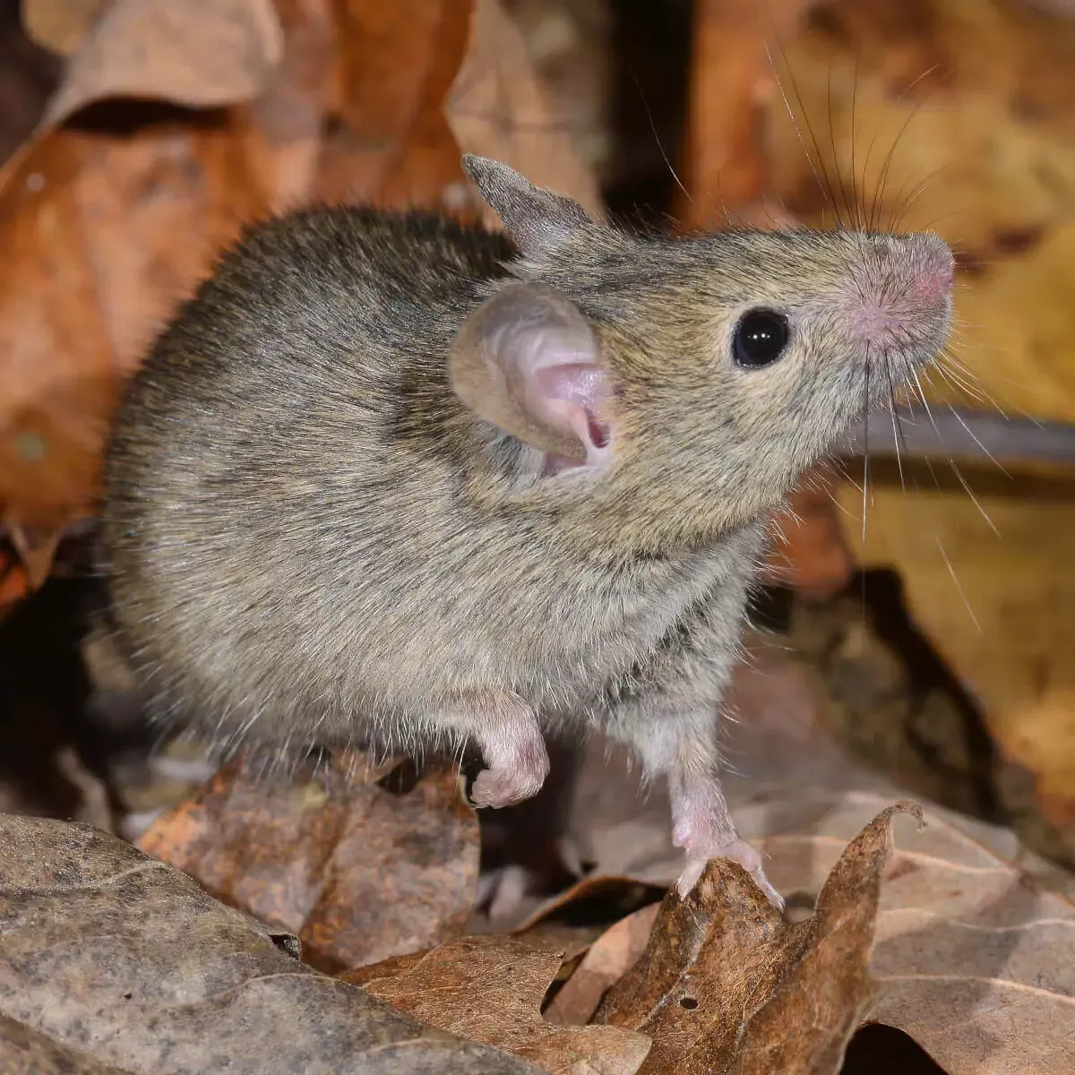 A small, brown mouse with large ears stands alert amidst dry autumn leaves.