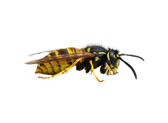A yellow and black common wasp viewed from the side against a white background.
