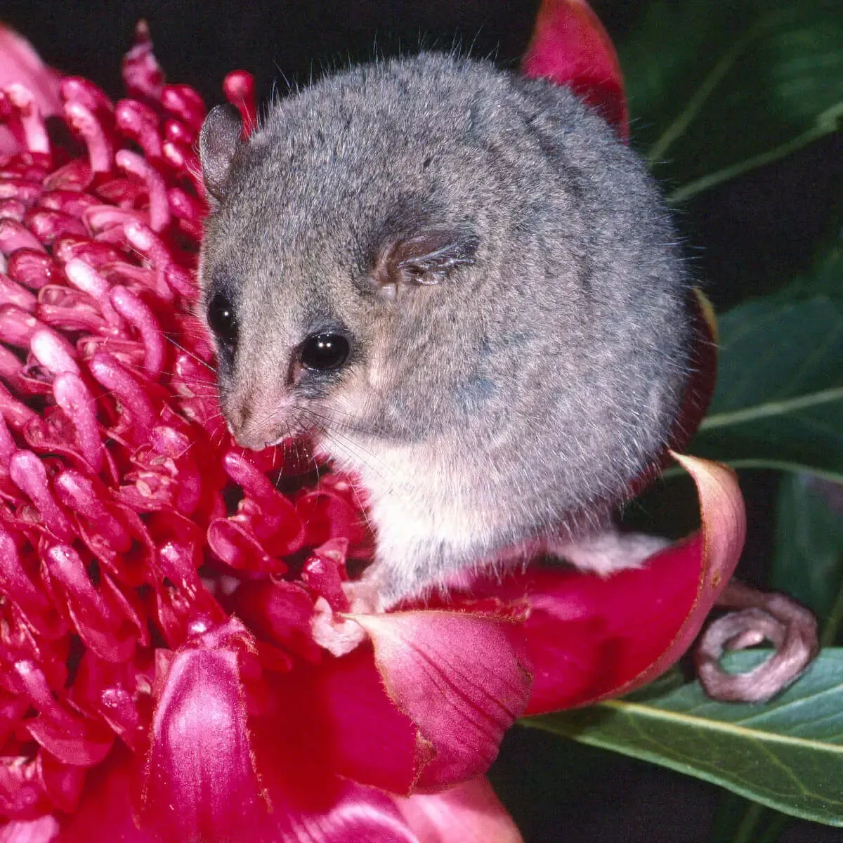 A small, grey Eastern Pygmy Possum perched on a vibrant red waratah flower, foraging among the petals.