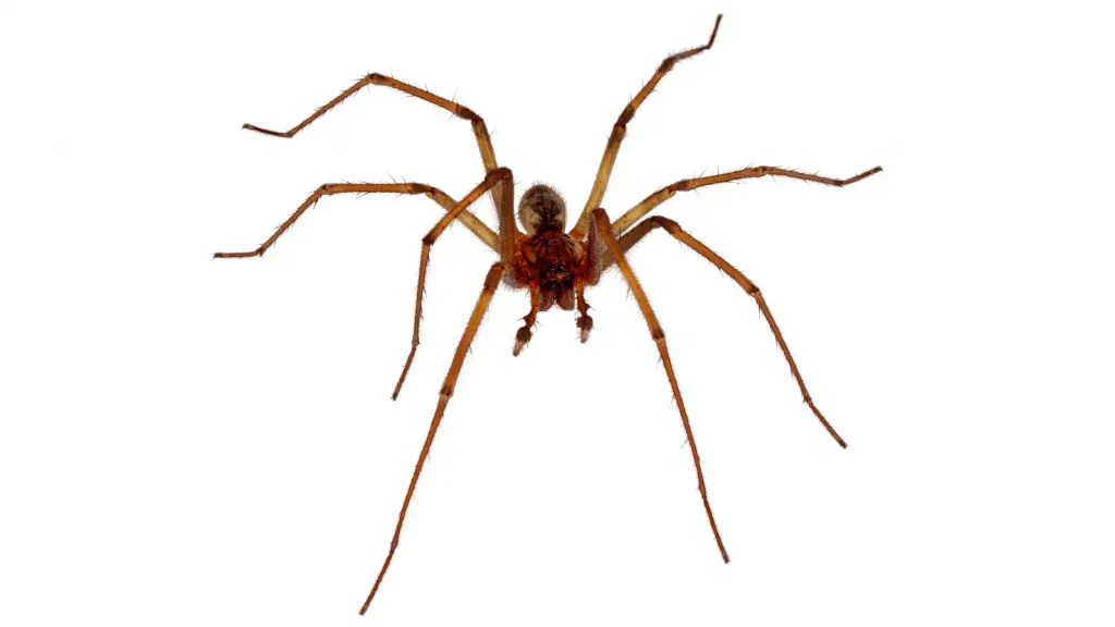 A brown spider with long legs shown from above against a plain white background.