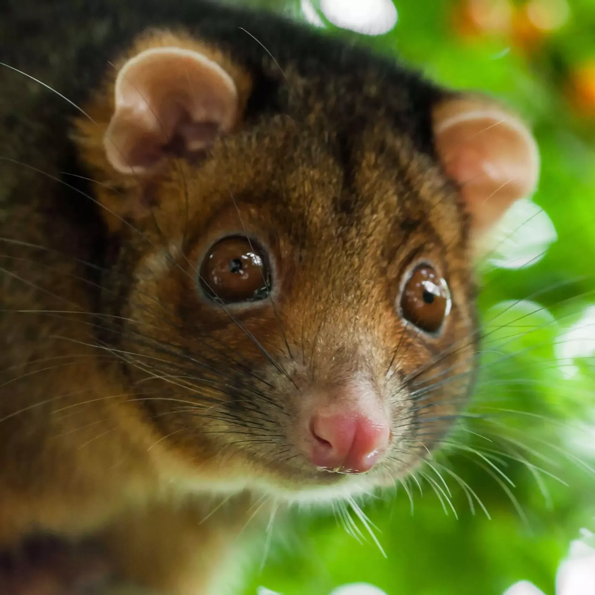 A close-up portrait of a brown possum with large dark eyes and a pink nose, nestled among bright green leaves.