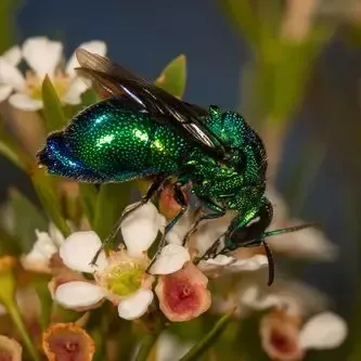 A vibrant metallic green cuckoo wasp rests on small white flowers, showing its textured exoskeleton and dark wings.